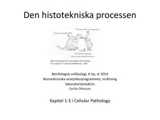 den histotekniska processen
