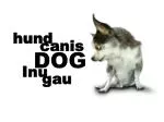 DOG - slide 1