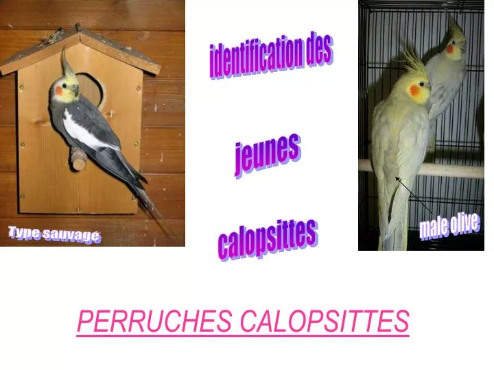 perruches calopsittes