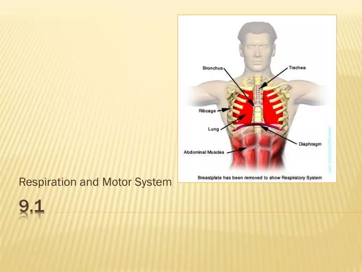 respiration and motor system