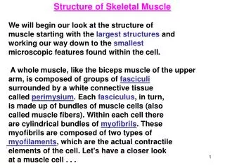 Structure of Skeletal Muscle We will begin our look at the structure of