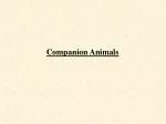 Companion Animals - slide 1