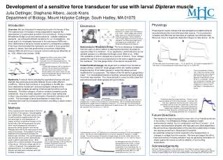 Development of a sensitive force transducer for use with larval Dipteran muscle