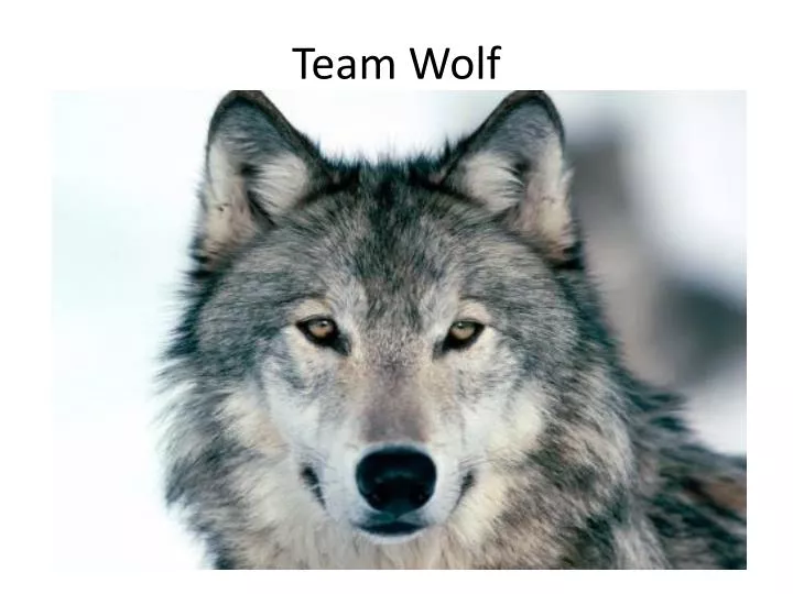 team wolf