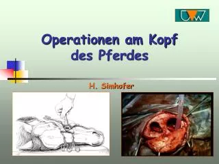 operationen am kopf des pferdes