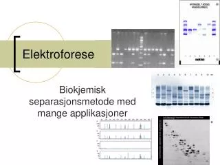 elektroforese