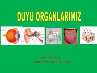 DUYU ORGANLARIMIZ