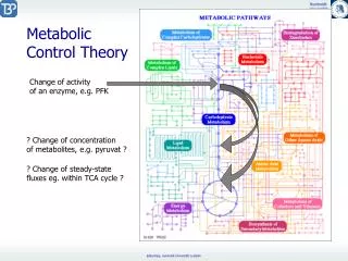 Metabolic Control Theory