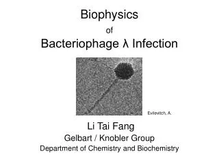 Biophysics of Bacteriophage ? Infection