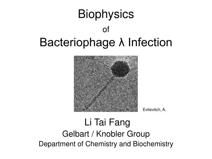 biophysics of bacteriophage infection