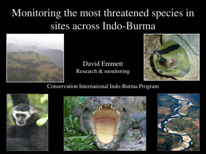 monitoring the most threatened species in sites across indo burma