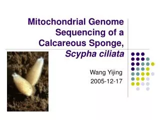 Mitochondrial Genome Sequencing of a Calcareous Sponge, Scypha ciliata