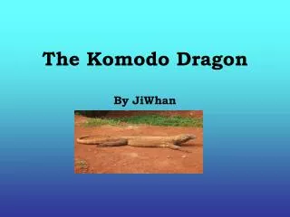 The Komodo Dragon By JiWhan