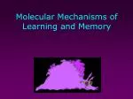 PPT - Molecular Mechanisms Of Mechanotransduction PowerPoint ...