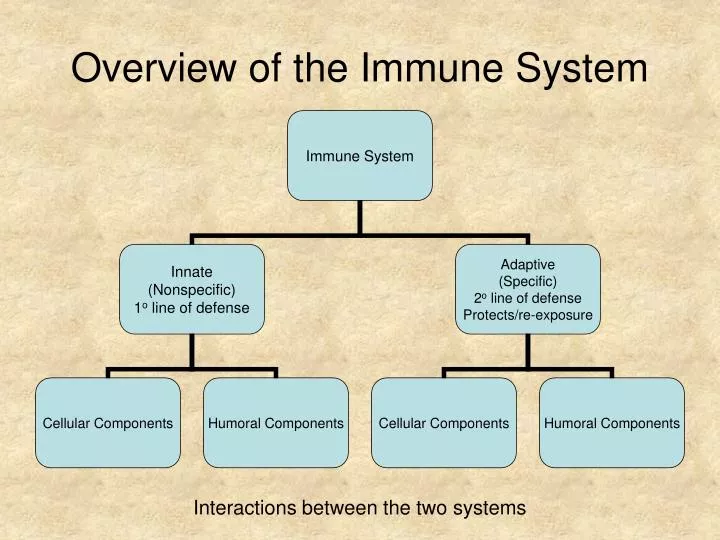 overview of the immune system