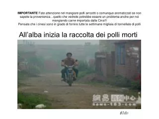 all alba inizia la raccolta dei polli morti