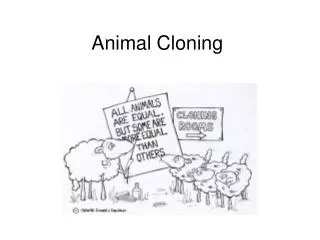 Animal Cloning