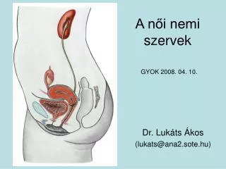 a n i nemi szervek