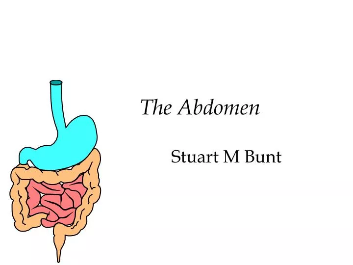 the abdomen