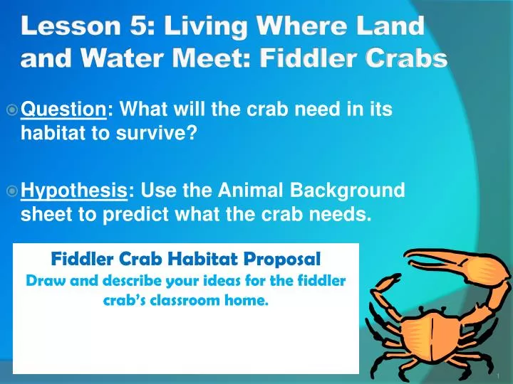 lesson 5 living where land and water meet fiddler crabs
