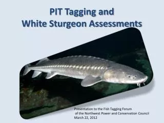 PIT Tagging and White Sturgeon Assessments