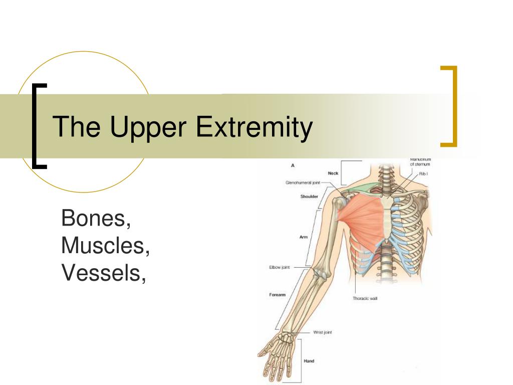 PPT - The Upper Extremity PowerPoint Presentation, free download - ID ...