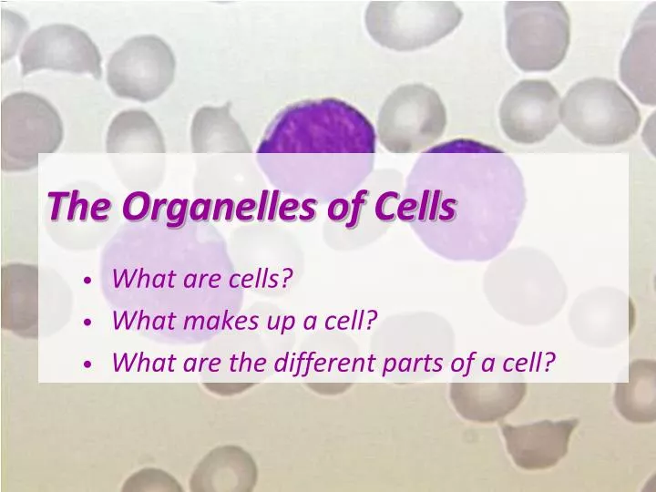 the organelles of cells