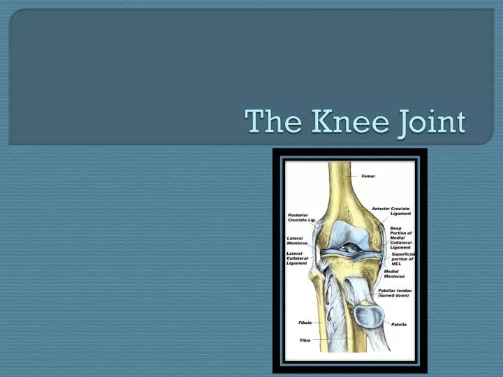 the knee joint