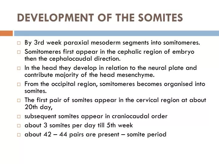 development of the somites