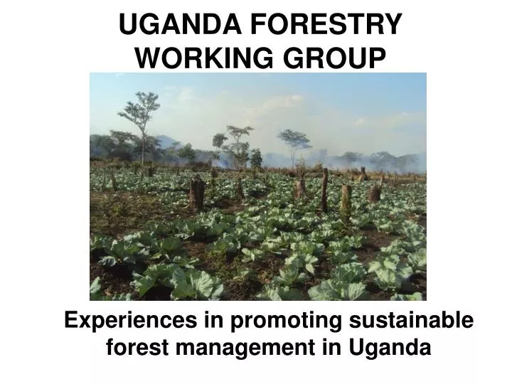 uganda forestry working group