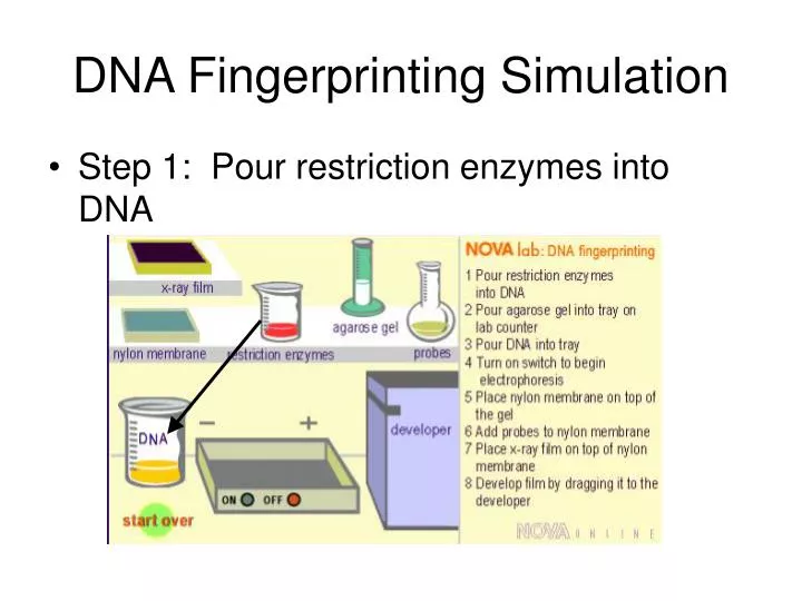 dna fingerprinting simulation