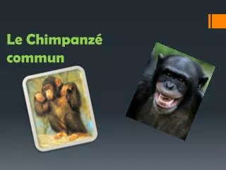 le chimpanz commun