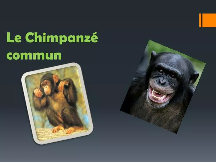 le chimpanz commun