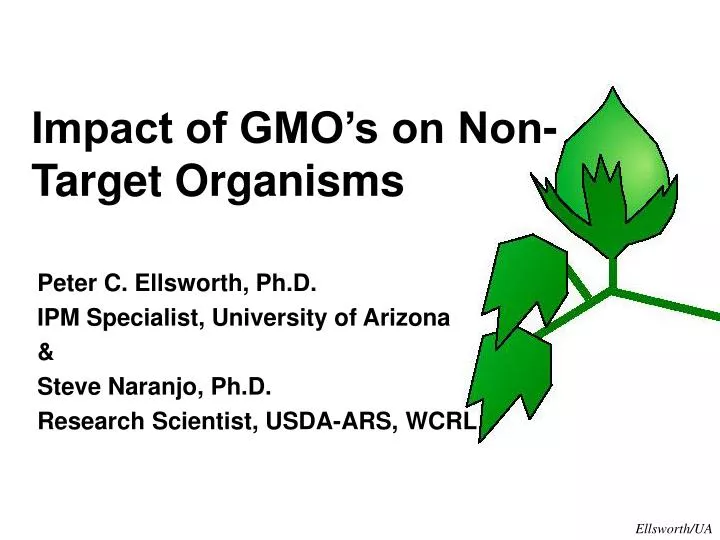 impact of gmo s on non target organisms