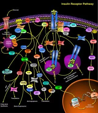 lnsulin receptor pathway