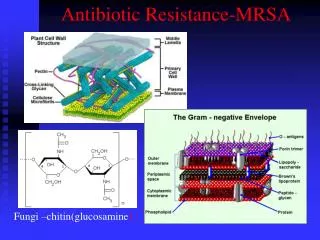 Antibiotic Resistance-MRSA