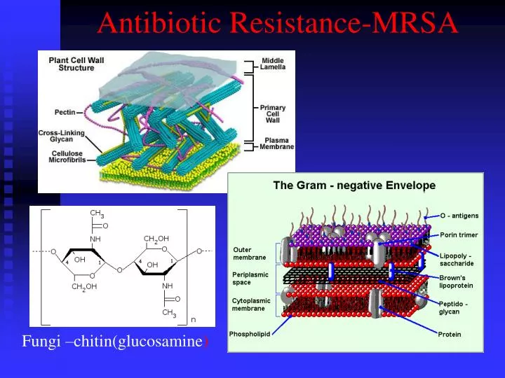 antibiotic resistance mrsa