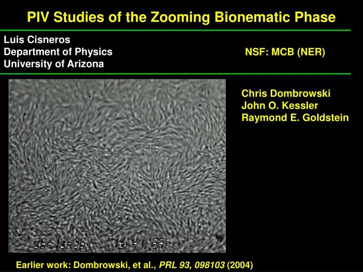 piv studies of the zooming bionematic phase