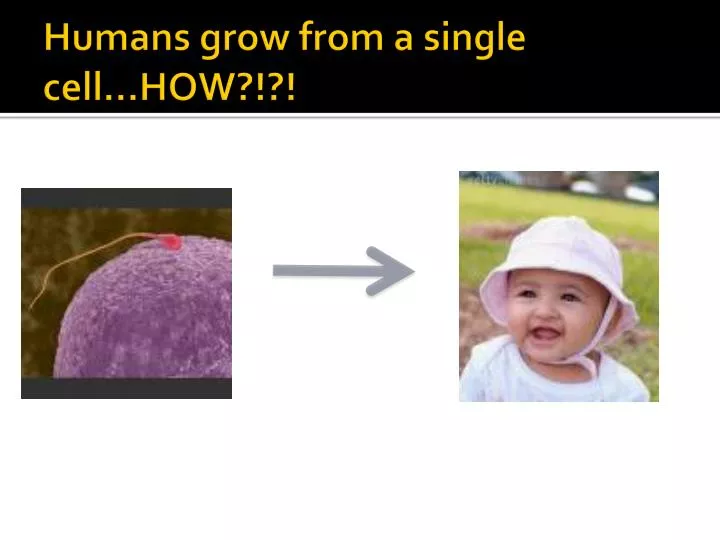 humans grow from a single cell how