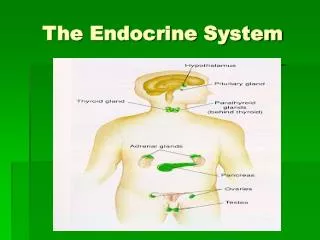 The Endocrine System