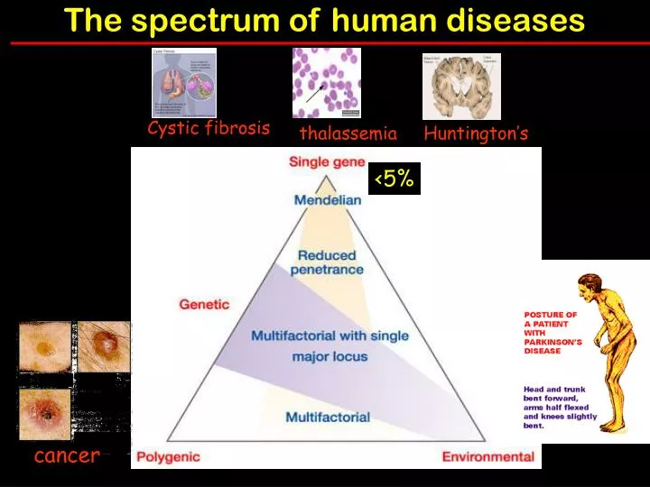 the spectrum of human diseases