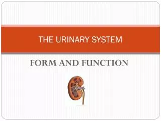 THE URINARY SYSTEM