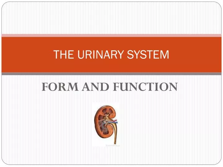 the urinary system