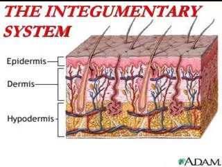 THE INTEGUMENTARY SYSTEM