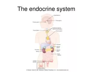 The endocrine system