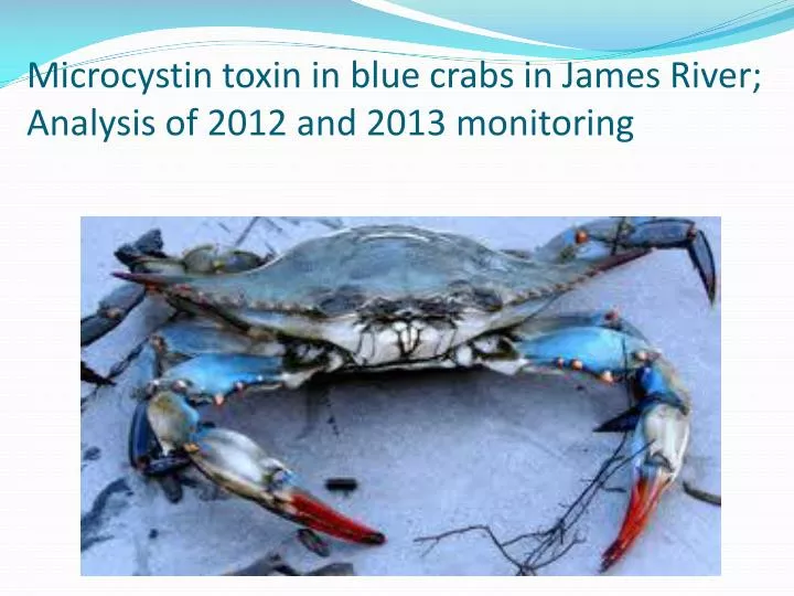 microcystin toxin in blue crabs in james river analysis of 2012 and 2013 monitoring
