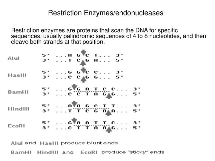 restriction enzymes endonucleases