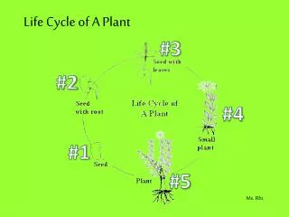 Life Cycle of A Plant