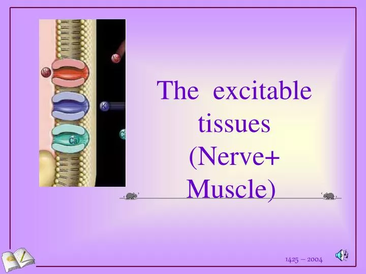 the excitable tissues nerve muscle