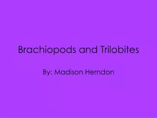 Brachiopods and Trilobites